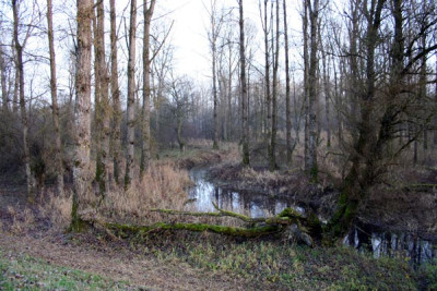 Isar-Auen-12.jpg