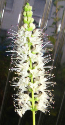 Tetradenia_barberae.jpg