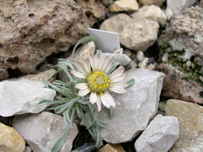 Townsendia jonesii var. tumulosa 07.04.17.JPG