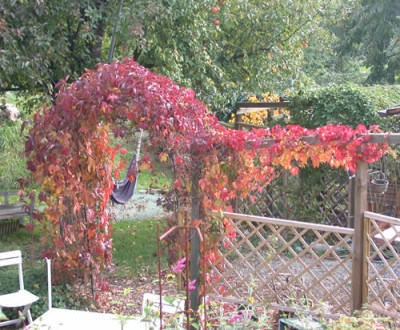 Wilder_Wein_im_Bogen__N_30320.jpg