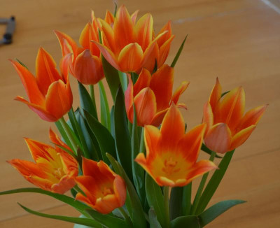 Tulpe-orange.17-1.jpg