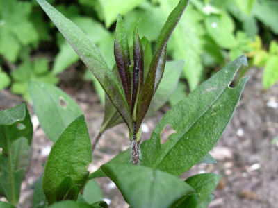 P paniculata Sarastro Austrieb.JPG