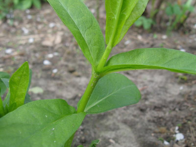P paniculata Alba Sarastro Austrieb.JPG