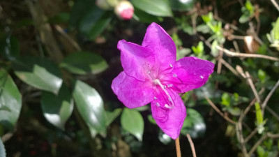 WP_20170417_003 Rhododendron wadanum.jpg