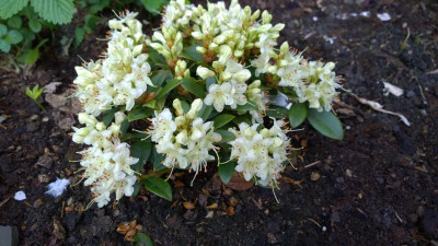 WP_20170418_005 Rhododendron hanceanum Canton Consul.jpg