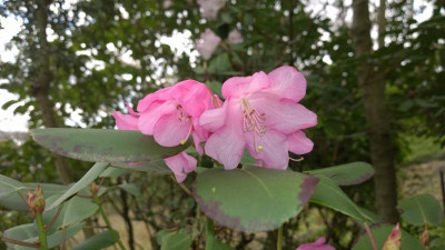 WP_20170418_007 Rhododendron orbiculare.jpg