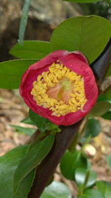 WP_20170418_025 Camellia japonica Kuni No Hikari.jpg