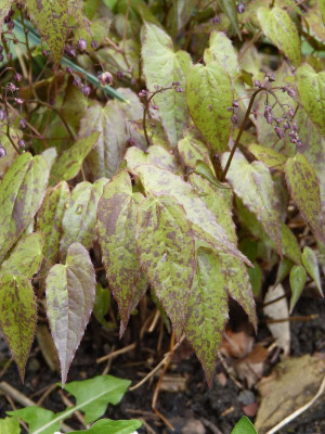 2017-04-16 Epimedium 'Pink Champagne' 2.jpg