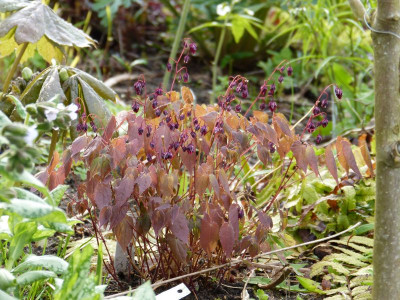 2017-04-15 Epimedium 'Circe'.jpg