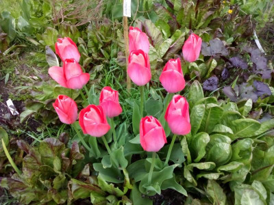 IMG_20170418_164924.jpg
