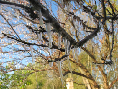 Aprikose 19.4.17 ue.JPG