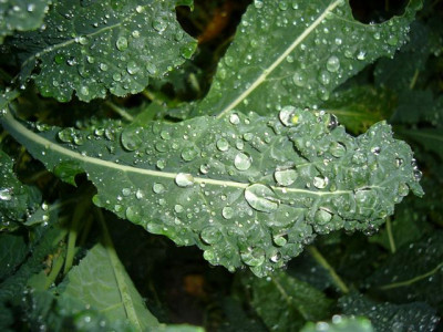 Palmkohl_04.12.2006.JPG