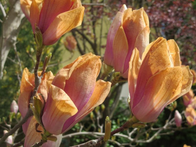 Magnolia soulangiana nach Frost_4810.jpg