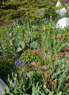 DSC_7164-Tulpen-PhloxBeet_002.JPG