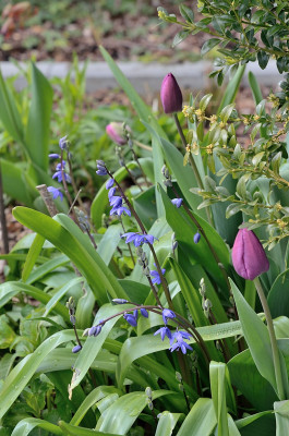 DSC_7167-TulpenPhloxBeet_004.JPG