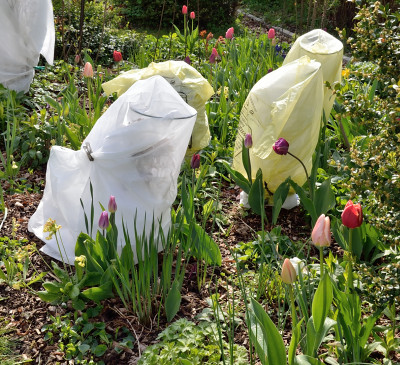 DSC_7162_Tulpen-PhloxBeet_003.JPG