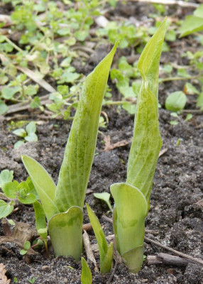 2017-04-19 Hosta 'Goodness Gracious'.jpg