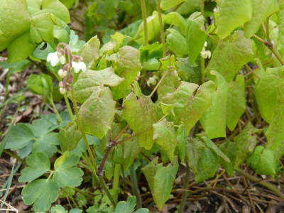2017-04-19 Epimedium pubigerum.jpg