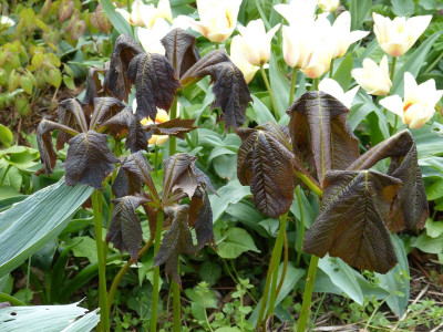 2017-04-19 Rodgersia.jpg