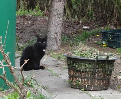 Katzenbesuch01.jpg