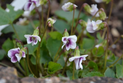Viola-AliceWitter.17-2.jpg