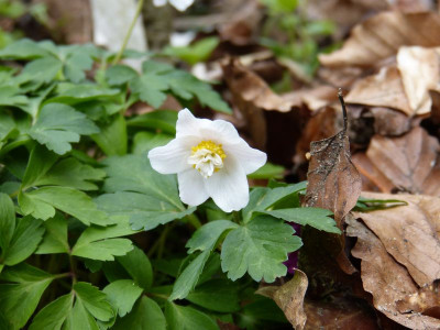 2017-04-19 Anemone  nemorosa 'White Cup'.jpg