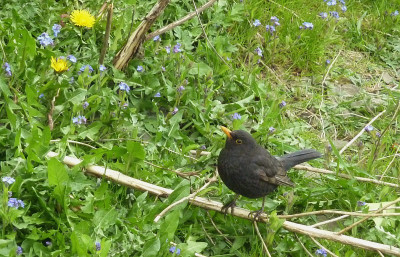 amsel a.jpg