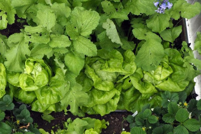170416_Kopfsalat.jpg