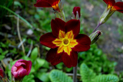 P. elatior_Ga_P1060800.JPG