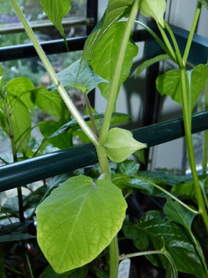 2017-04-19 Physalis 'Maya'.jpg