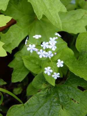 2017-04-13 Brunnera macrophylla ‚Agnez Ames’.jpg