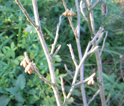 Unbekannt20061204_18.jpg