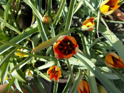 2017-04-14 15.45.25.jpg