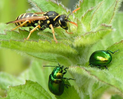 Polistes_dominulus_-_Gallische_Feldwespe_06.jpg