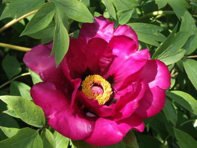 DSCF3716.JPG