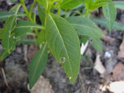 Blatt Spruyt ww (Kopie).JPG