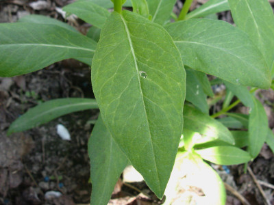 Blatt Junge ww (Kopie).JPG