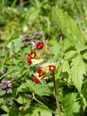 2017-04-20 Primula Barnhaven.jpg