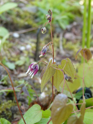 2017-04-20 Epimedium 1.jpg