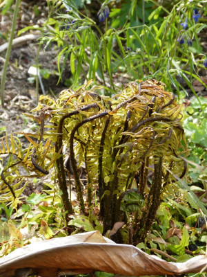 2017-04-20 Dryopteris dickinsii.jpg