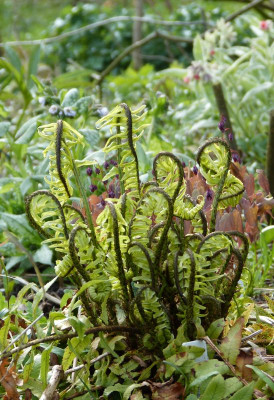 2017-04-14 Farne Dryopteris dickinsii.jpg