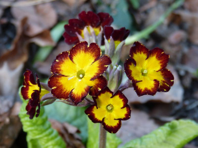 2017-04-20 Primula Barnhaven 2.jpg
