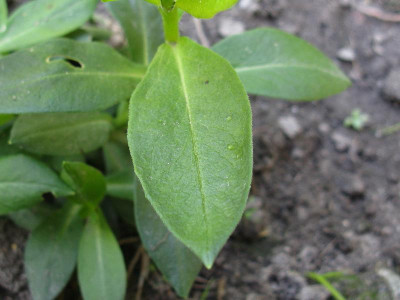 Blatt Gaißmayer.JPG
