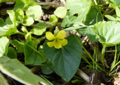 2017-04-20 Viola pubescens.jpg