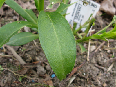 Blatt Spruyt.JPG