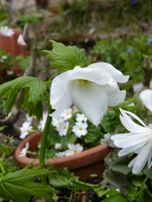 2017-04-20 Glaucidium palmatum.jpg