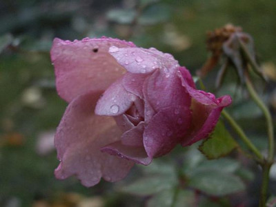 Lavender-im-Dezember-06.jpg