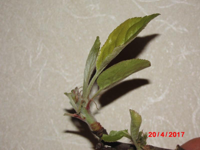 DSCI0907.JPG