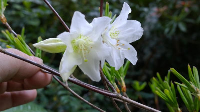 WP_20170420_004 Rhododendron quinquefolium RSF92-155.jpg