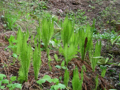 Abschied vom Bach Matteuccia struthiopteris DSCN9032.JPG